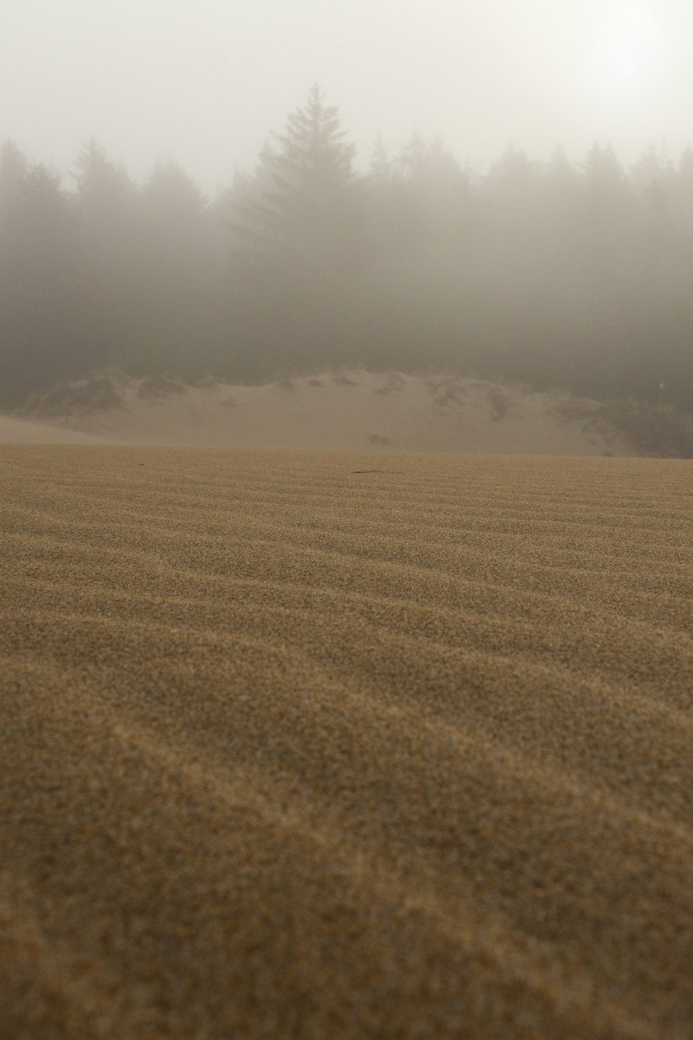 a sand dune with trees in the background