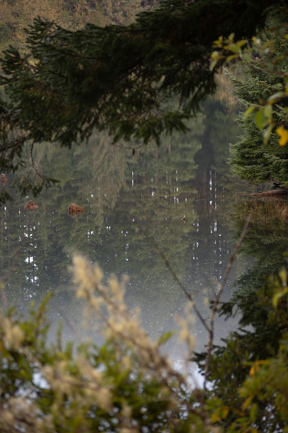 a group of birds swimming in a pond surrounded by trees