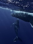 two humpback whales swimming in the ocean