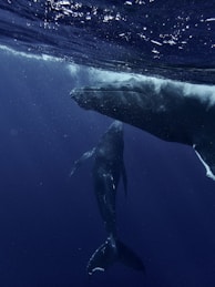 two humpback whales swimming in the ocean