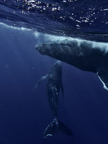 two humpback whales swimming in the ocean