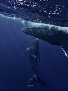 two humpback whales swimming in the ocean