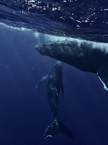 two humpback whales swimming in the ocean