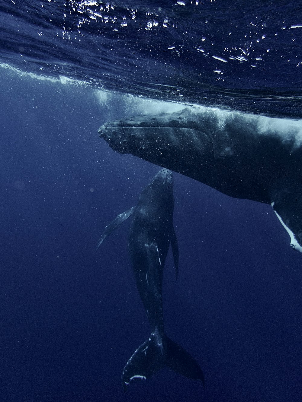 two humpback whales swimming in the ocean