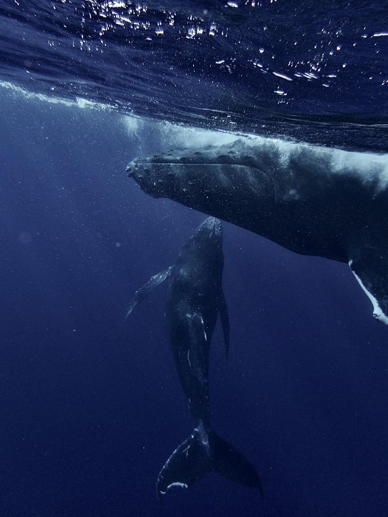 Whale underwater