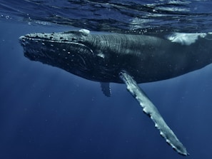 a humpback whale swims under the surface of the water