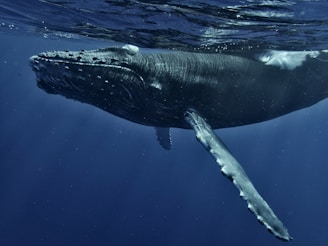 a humpback whale swims under the surface of the water