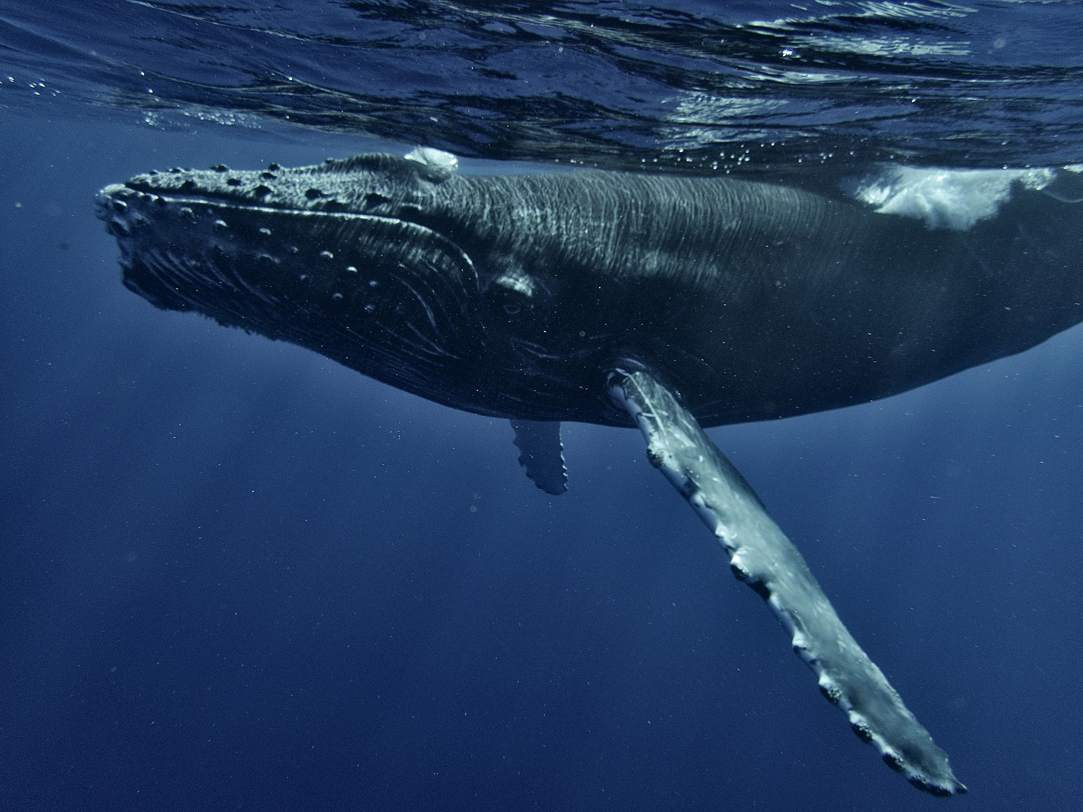 A humpback whale gliding beneath the ocean surface