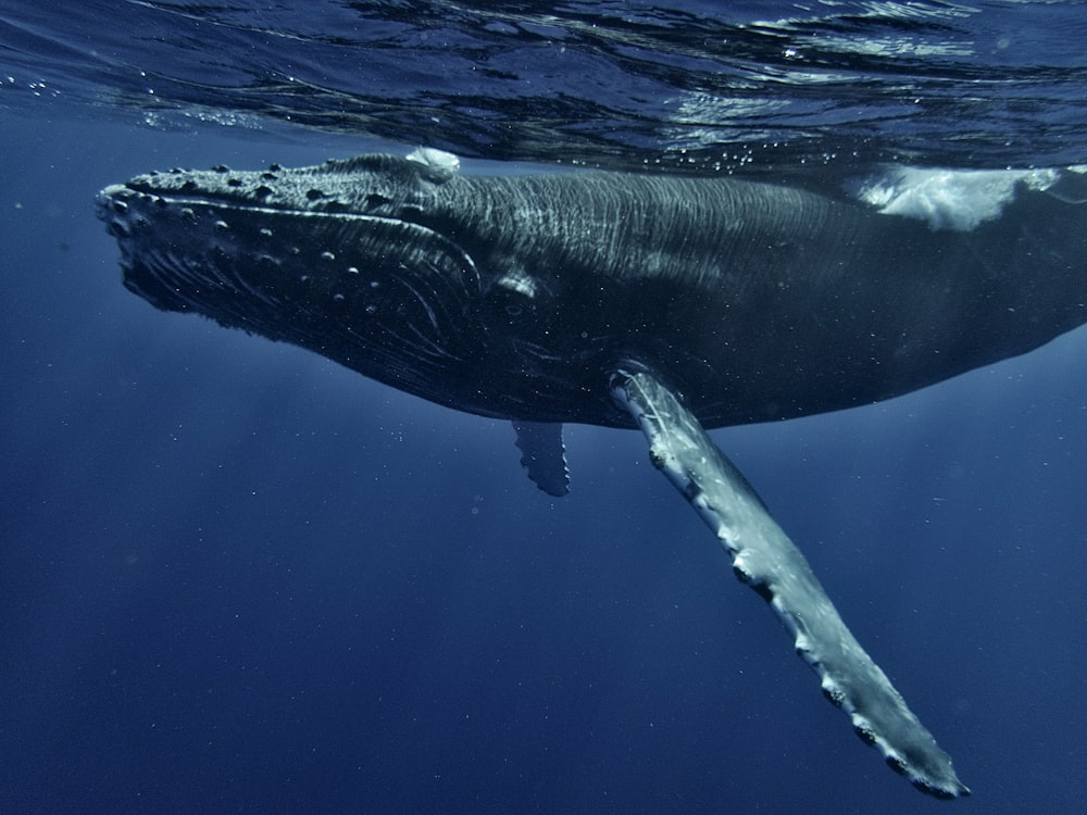 a humpback whale swims under the surface of the water