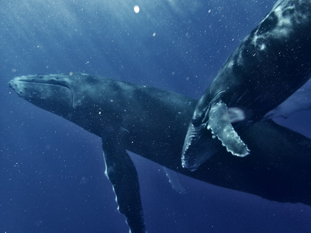 Una ballena jorobada nada bajo el agua