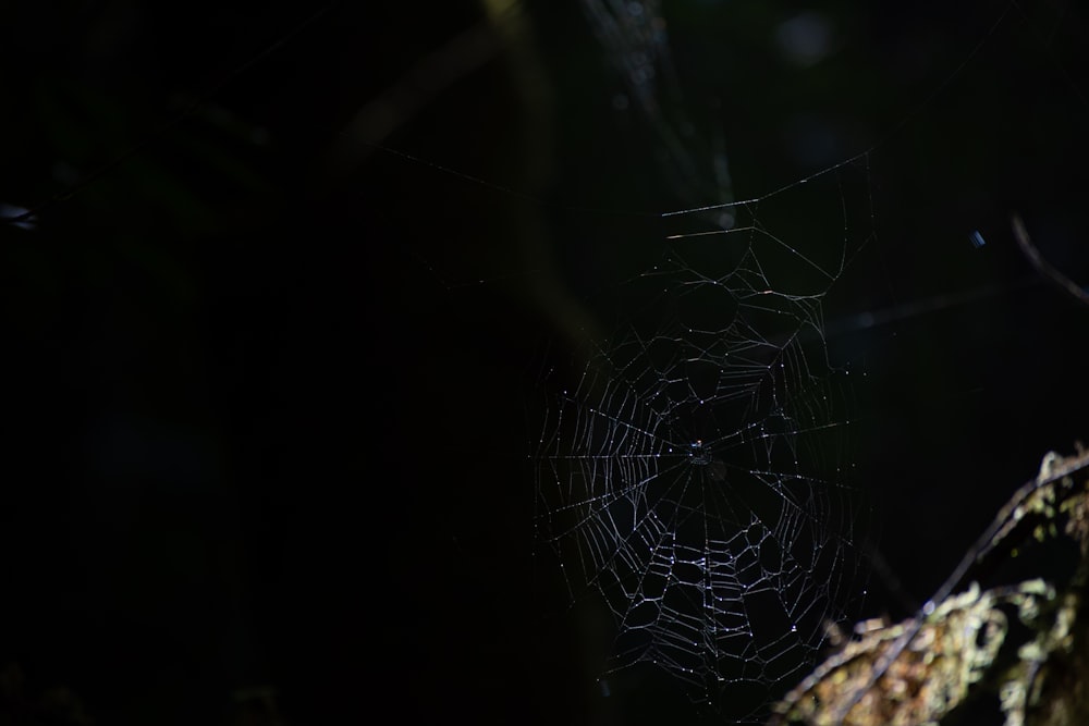 a spider web in the middle of a forest