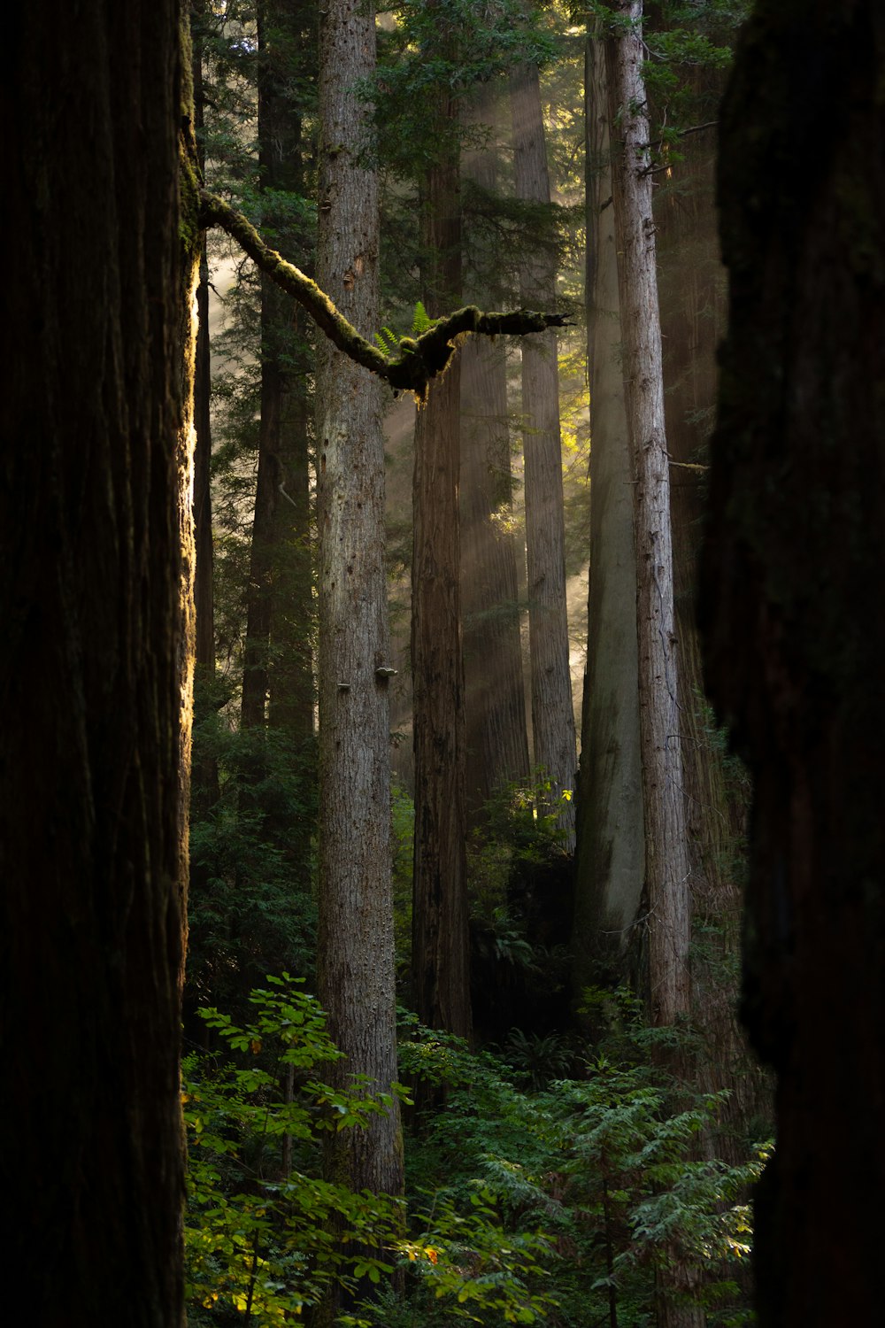 a forest filled with lots of tall trees