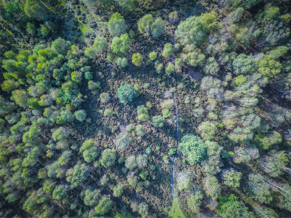 an aerial view of a forest with lots of trees