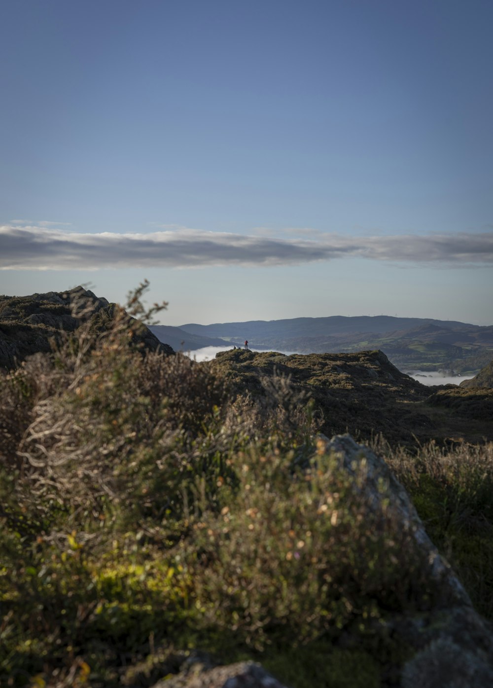 una pecora in piedi in cima a una collina verde e lussureggiante