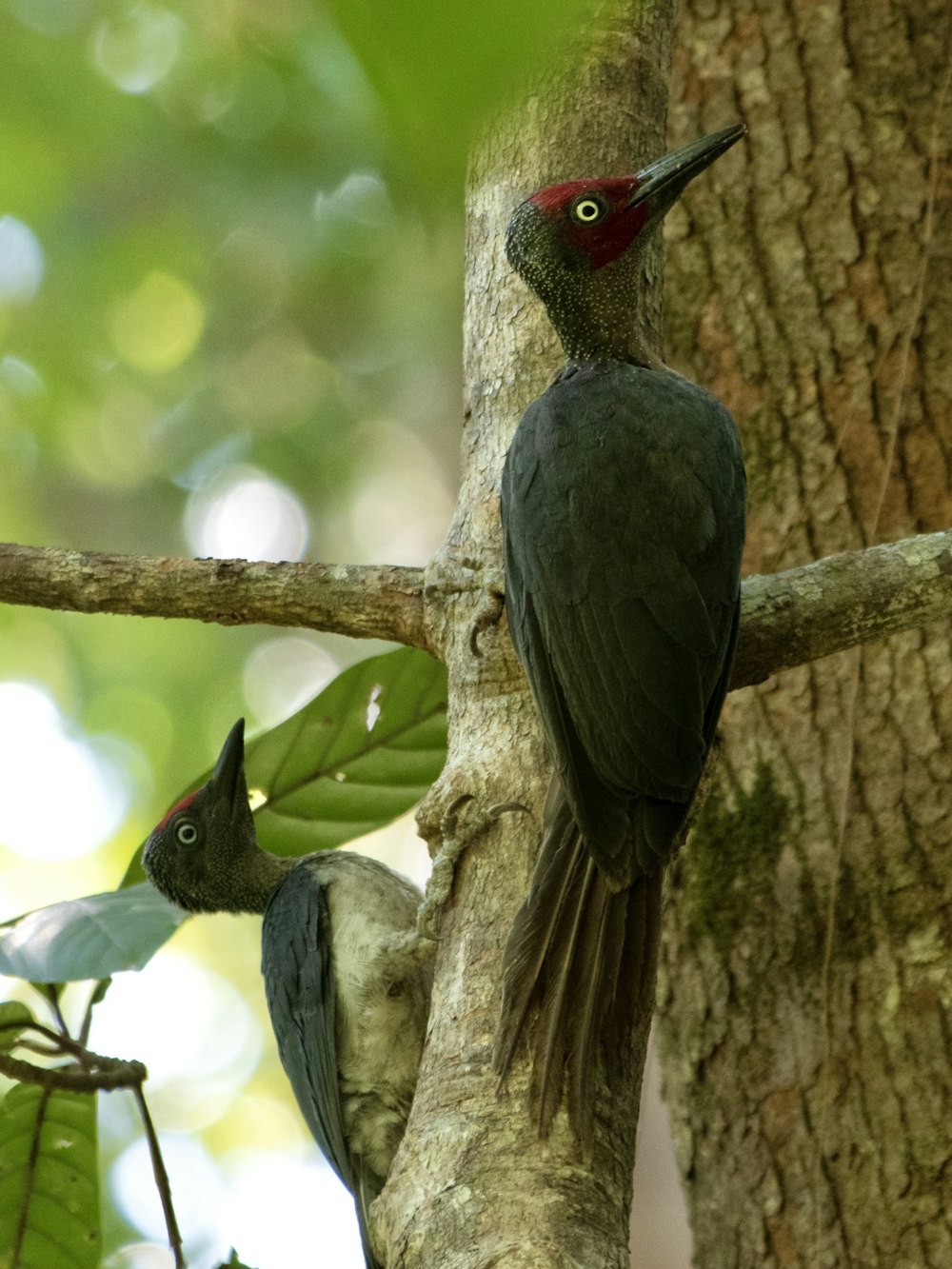 a couple of birds sitting on top of a tree branch