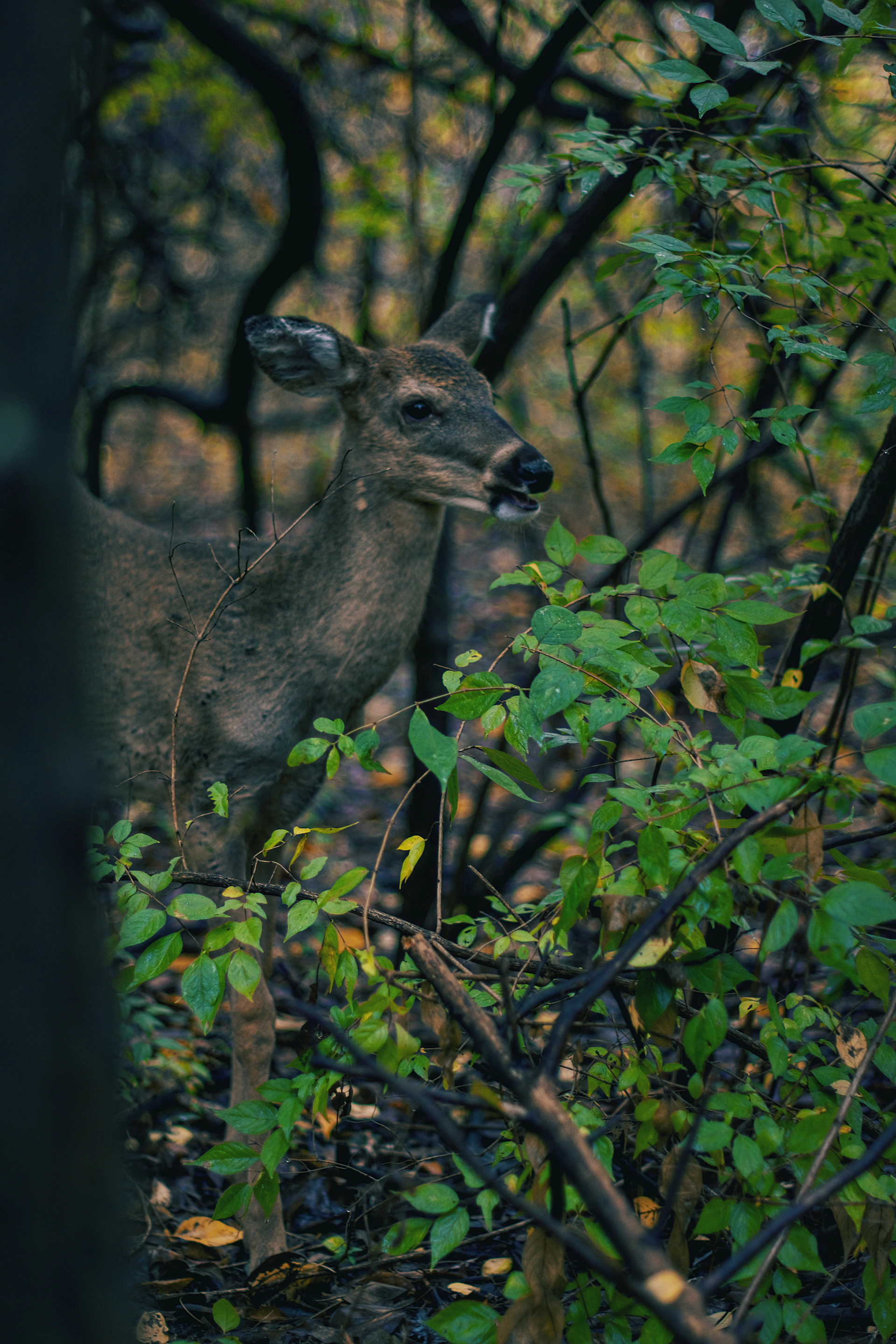 A graceful deer standing quietly among dense foliage, showcasing the diverse fauna of Shahuwadi.