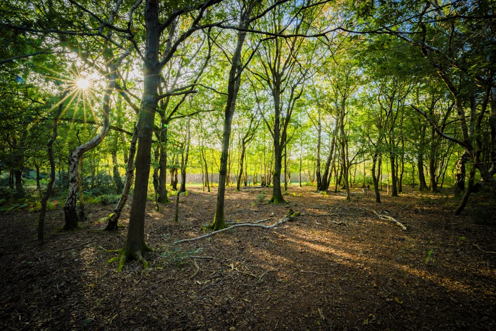 the sun shines through the trees in the forest