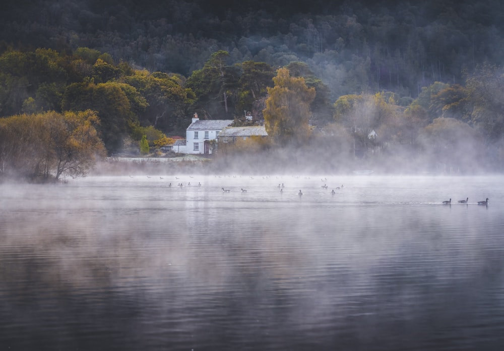 a group of ducks floating on top of a lake