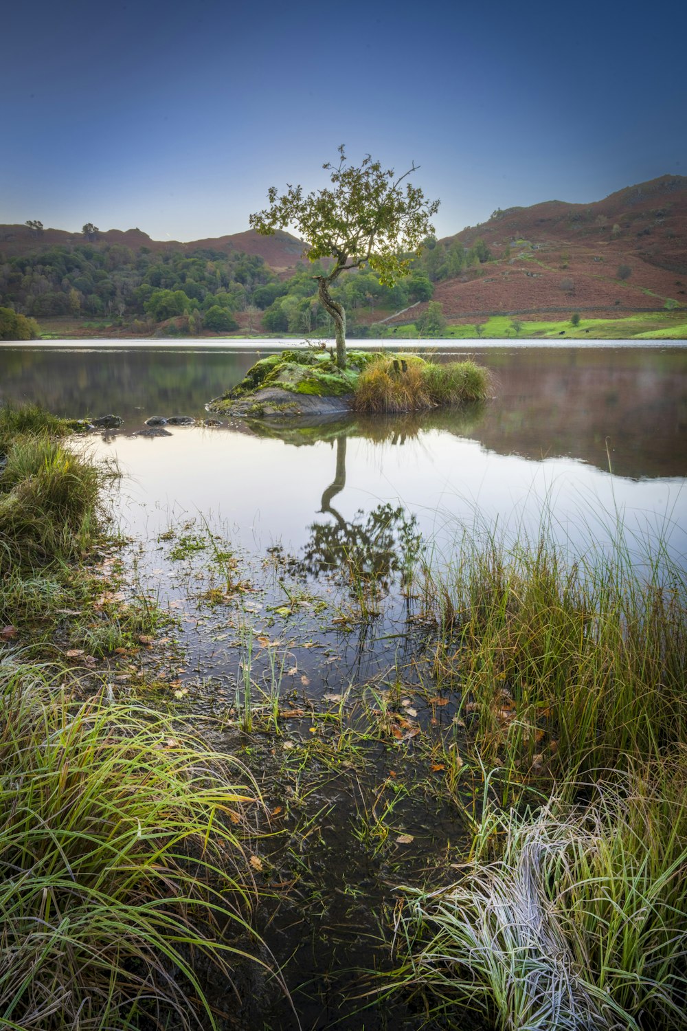 a lone tree sits in the middle of a lake