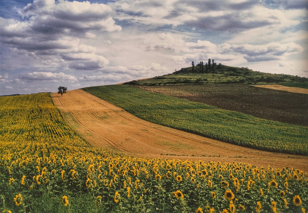 a field of sunflowers and a lone tree on a hill