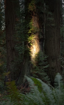 A forest scene featuring large tree trunks with lush green foliage. A beam of sunlight highlights sections of the bark and leaves, creating a serene and natural atmosphere. Ferns are visible in the foreground, adding to the dense woodland setting.