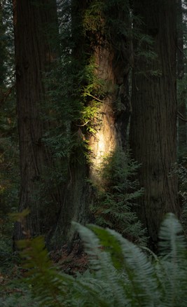 A forest scene featuring large tree trunks with lush green foliage. A beam of sunlight highlights sections of the bark and leaves, creating a serene and natural atmosphere. Ferns are visible in the foreground, adding to the dense woodland setting.