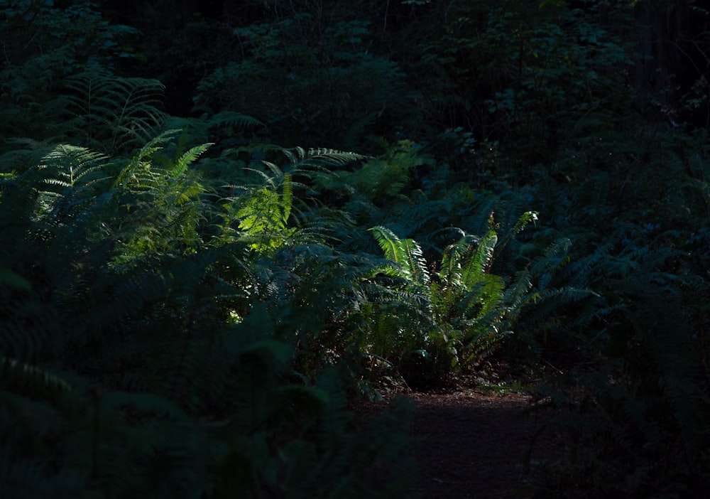 a path in the middle of a lush green forest