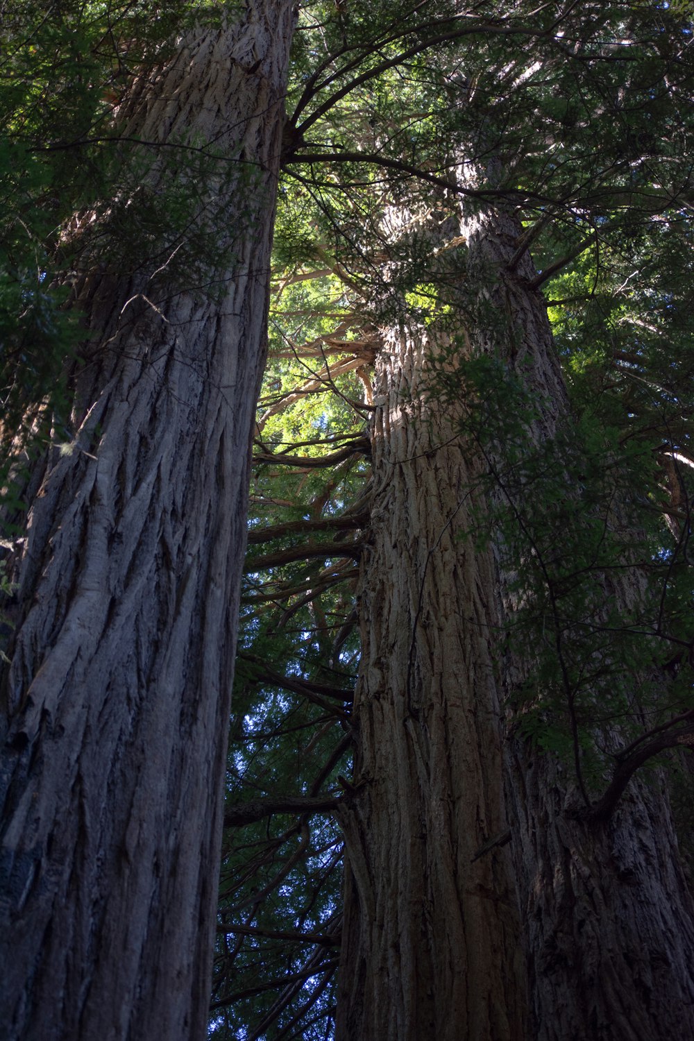 a group of tall trees standing next to each other