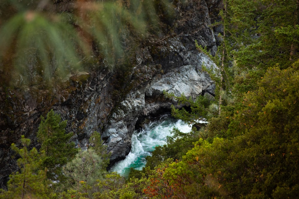 a river running through a lush green forest