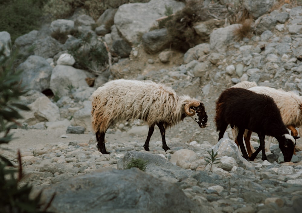 a couple of sheep standing on top of a rocky hillside