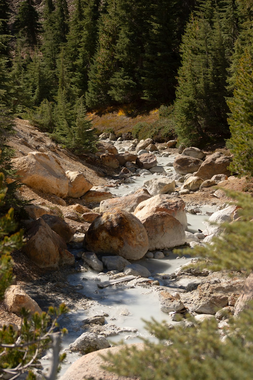 a river running through a forest filled with lots of rocks