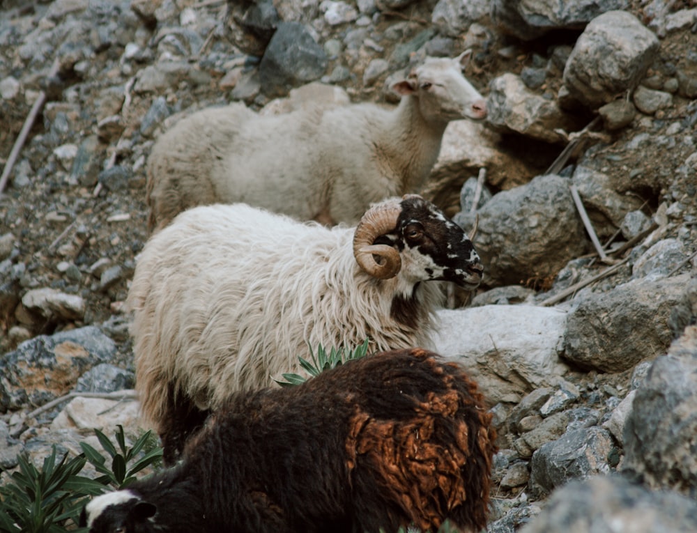 a couple of goats standing on top of a rocky hillside