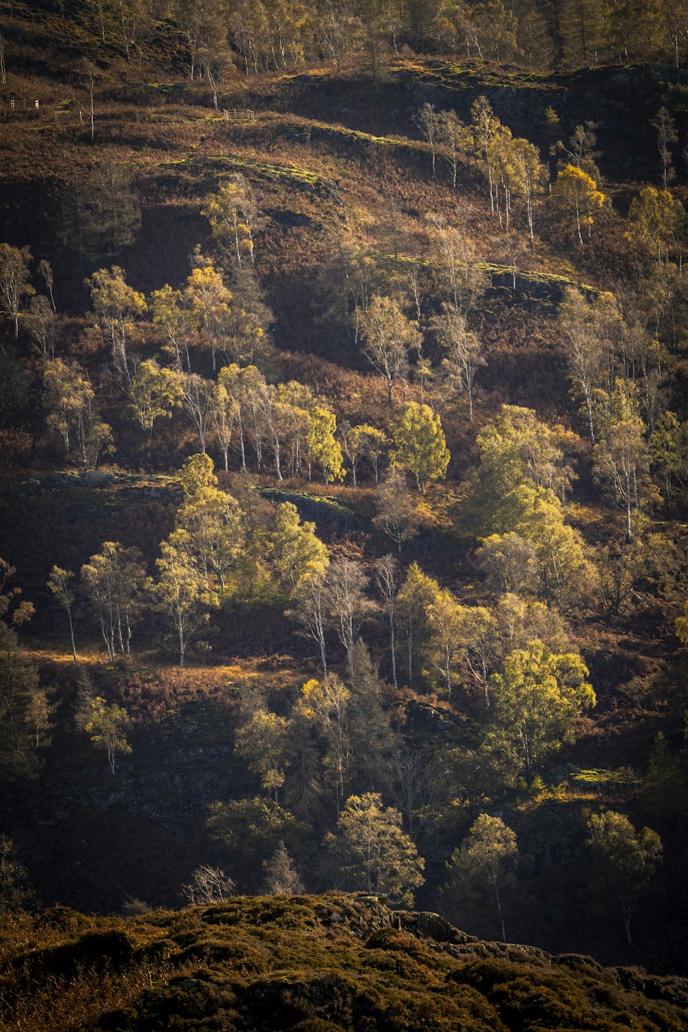 a hillside covered in lots of trees next to a forest