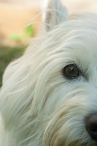 A close-up of a white dog's face, focusing on its eye and part of its snout. The fur is fluffy and well-groomed, and the background is slightly blurred with hints of green, suggesting an outdoor setting.