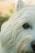 A close-up of a white dog's face, focusing on its eye and part of its snout. The fur is fluffy and well-groomed, and the background is slightly blurred with hints of green, suggesting an outdoor setting.
