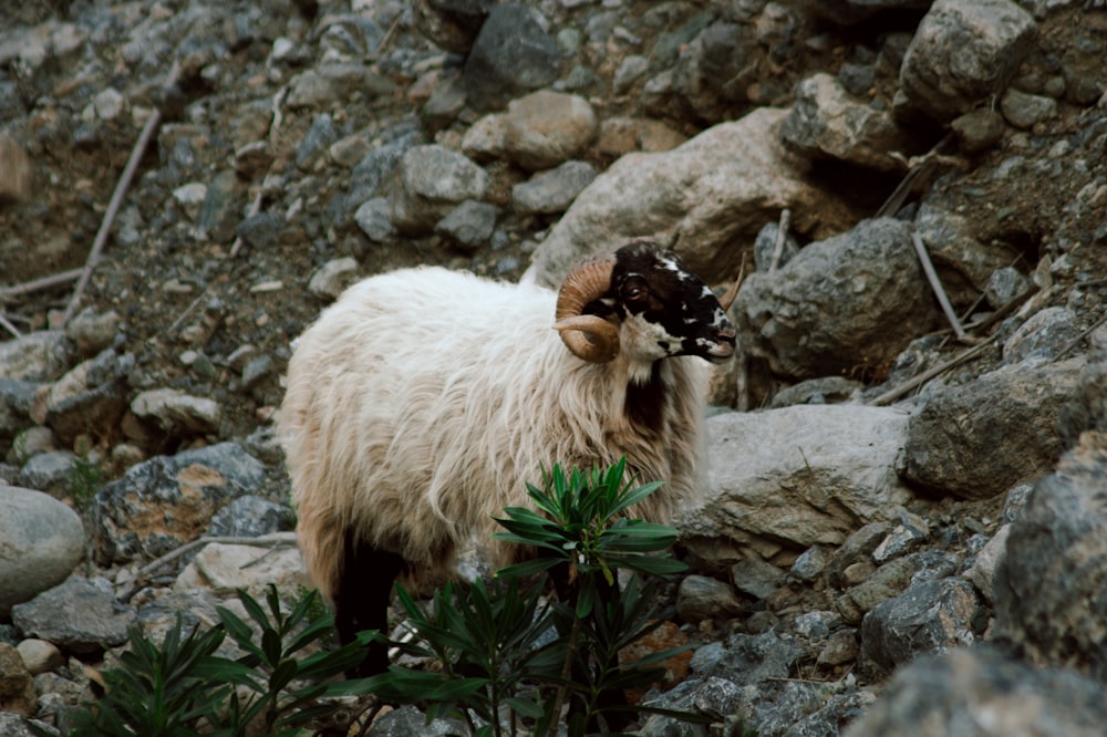 una capra di montagna in piedi sulla cima di una collina rocciosa