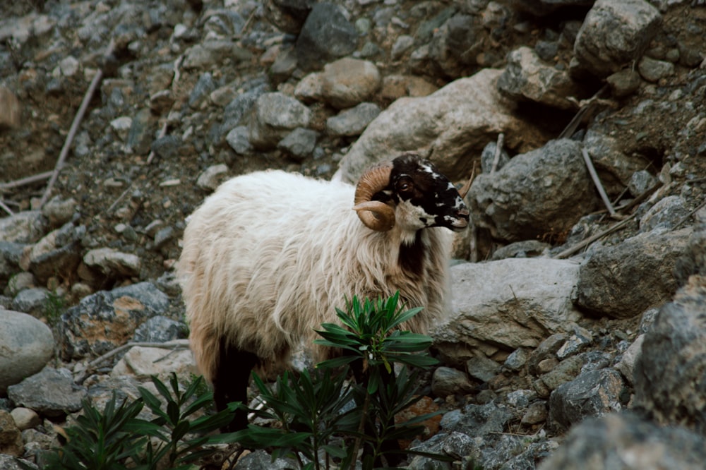 a mountain goat standing on top of a rocky hillside