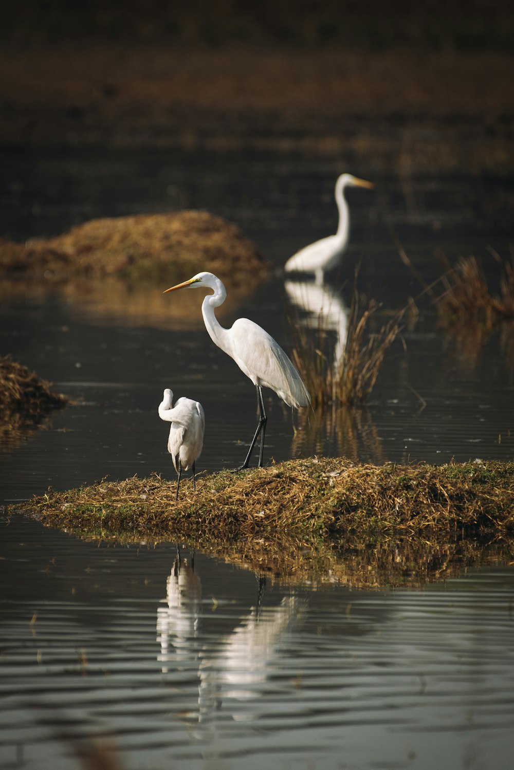 a couple of white birds standing on top of a body of water
