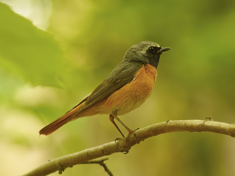 un pequeño pájaro posado en la rama de un árbol