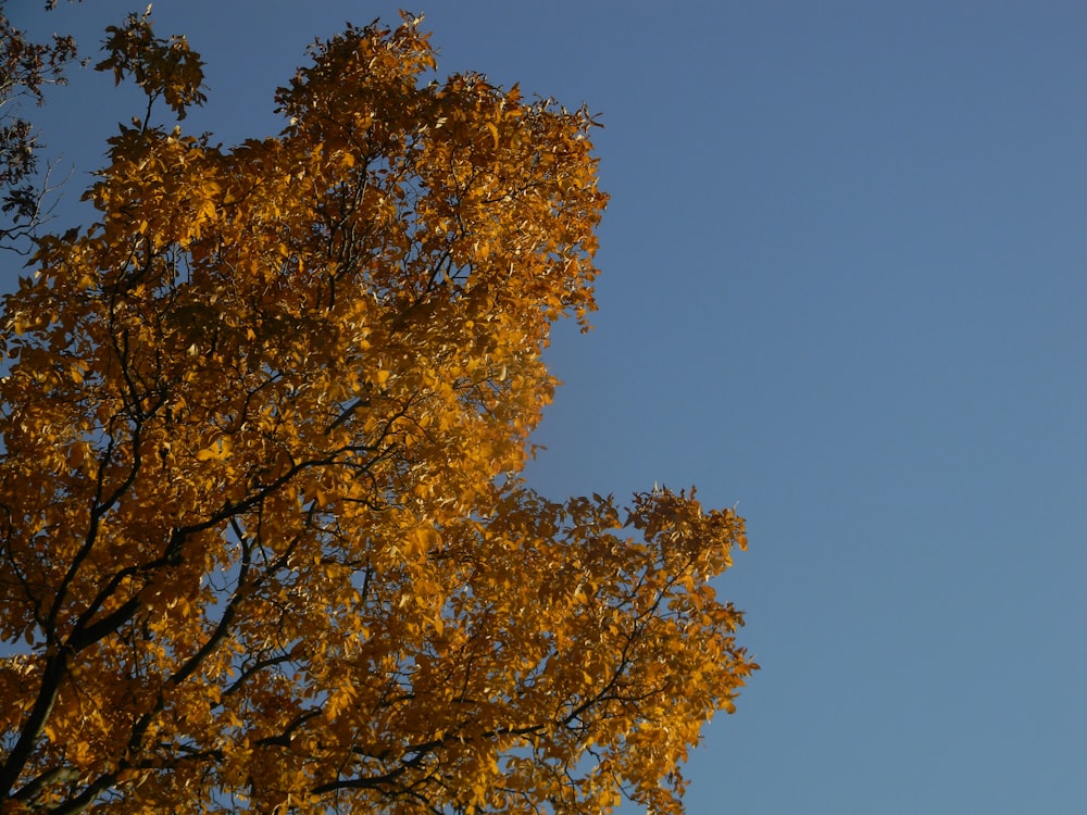 a plane flying over a tree with yellow leaves