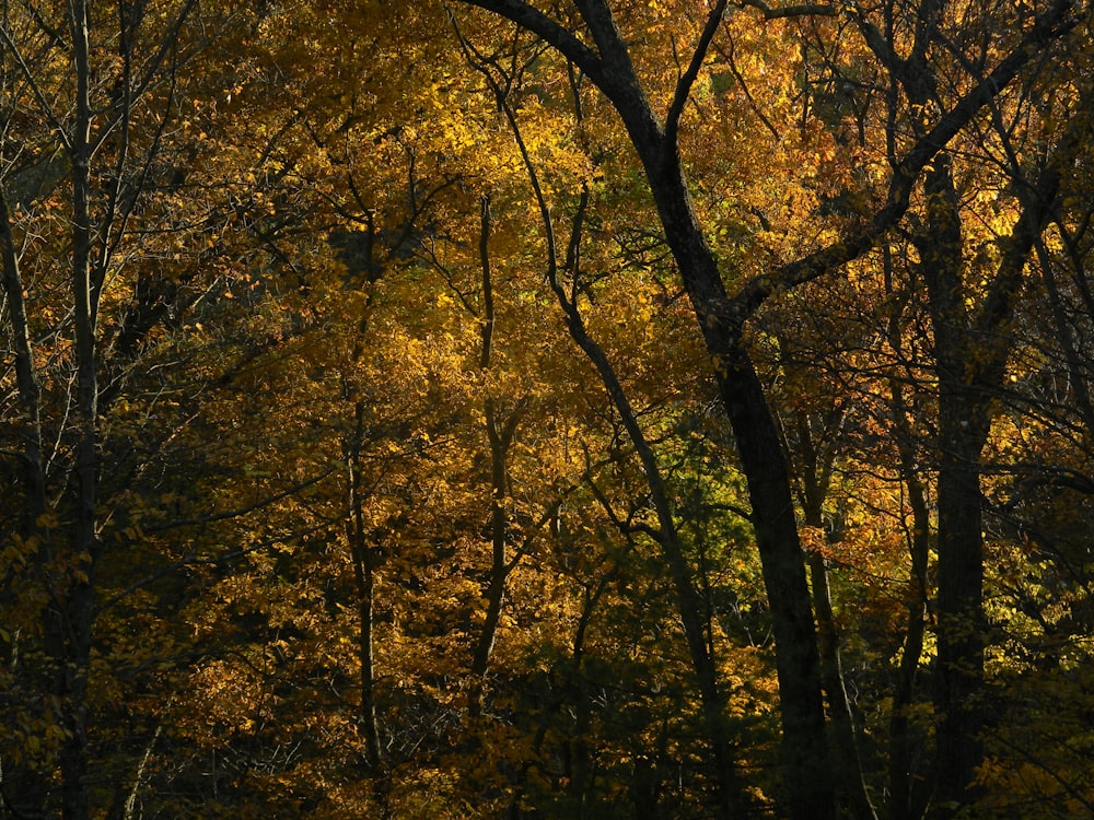 a forest filled with lots of trees covered in yellow leaves