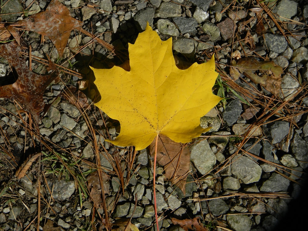 a yellow leaf laying on top of a rocky ground