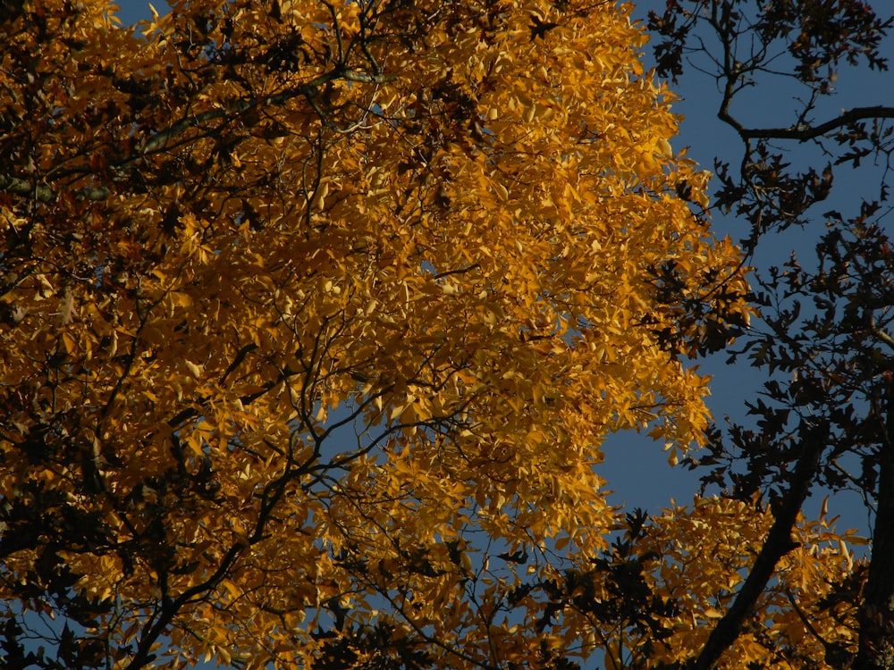 a tree with yellow leaves and a blue sky in the background