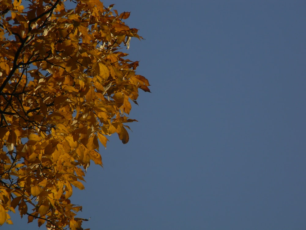 a tree with yellow leaves against a blue sky