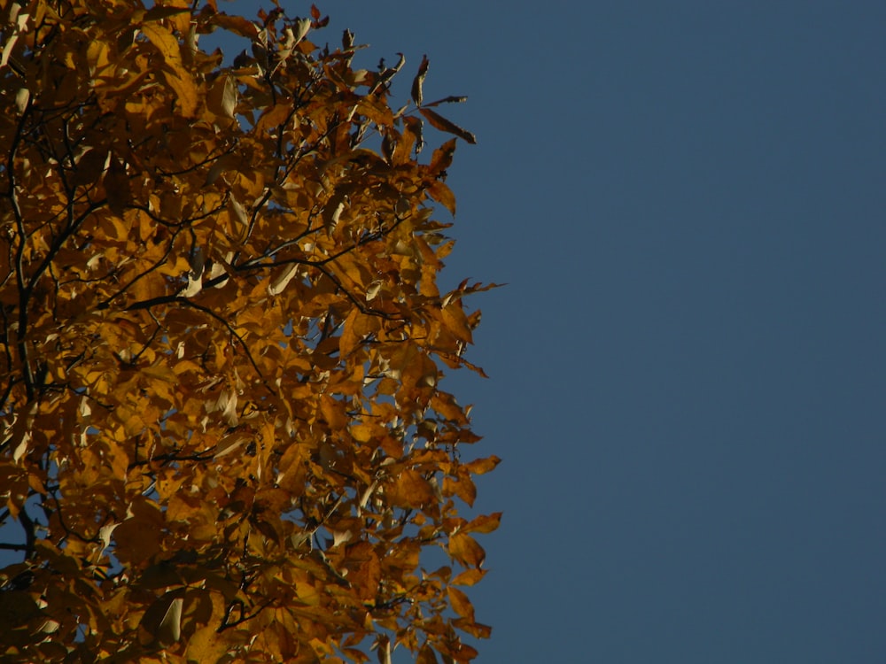 a tree with yellow leaves and a blue sky in the background