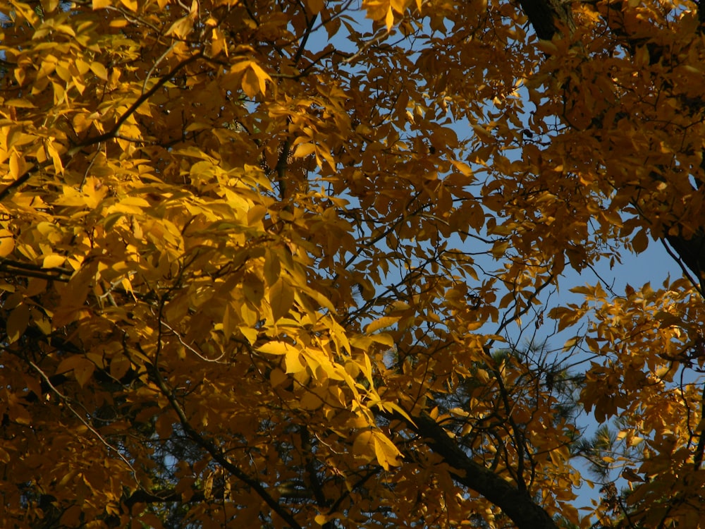 a tree with yellow leaves and a blue sky in the background