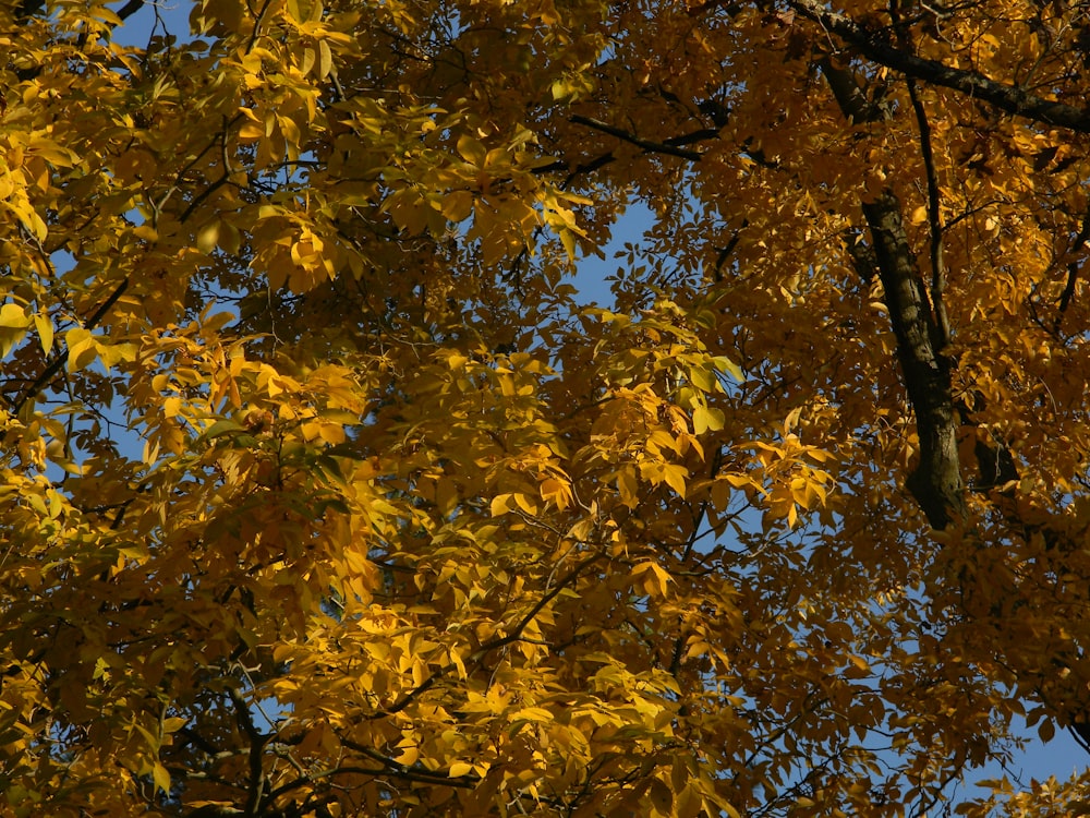 a tree with yellow leaves and a blue sky in the background