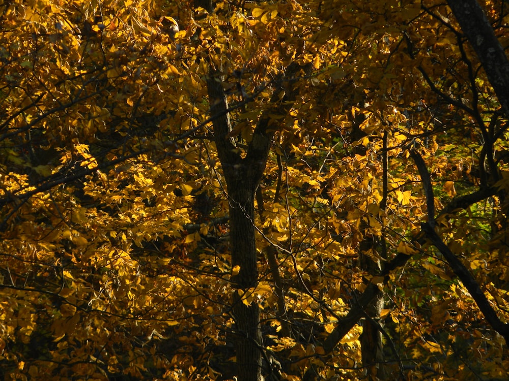 a group of trees with yellow leaves on them