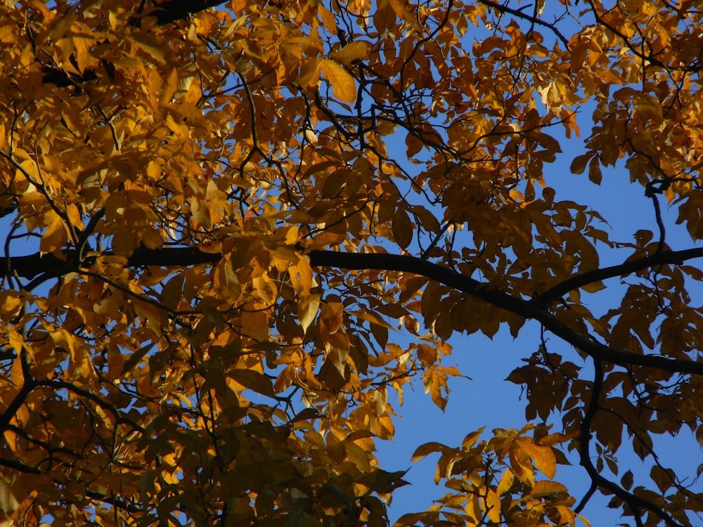 a tree with yellow leaves and a blue sky in the background