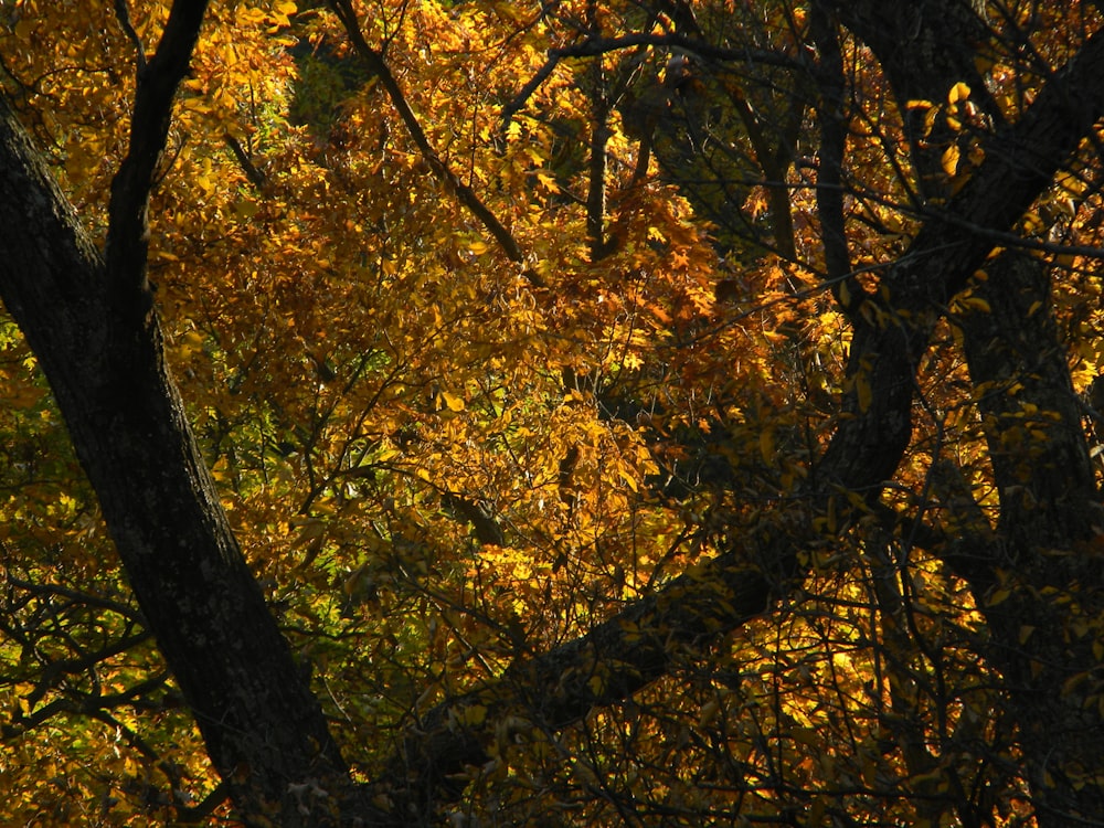 a forest filled with lots of trees covered in yellow leaves